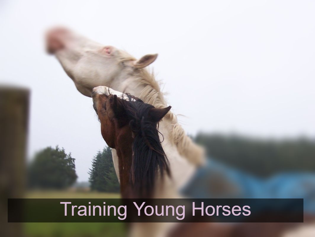 Clicker training for dressage horses